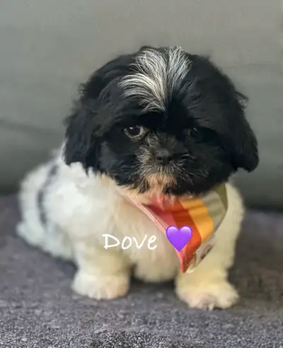 Shih-Tzu nain impérial, View more