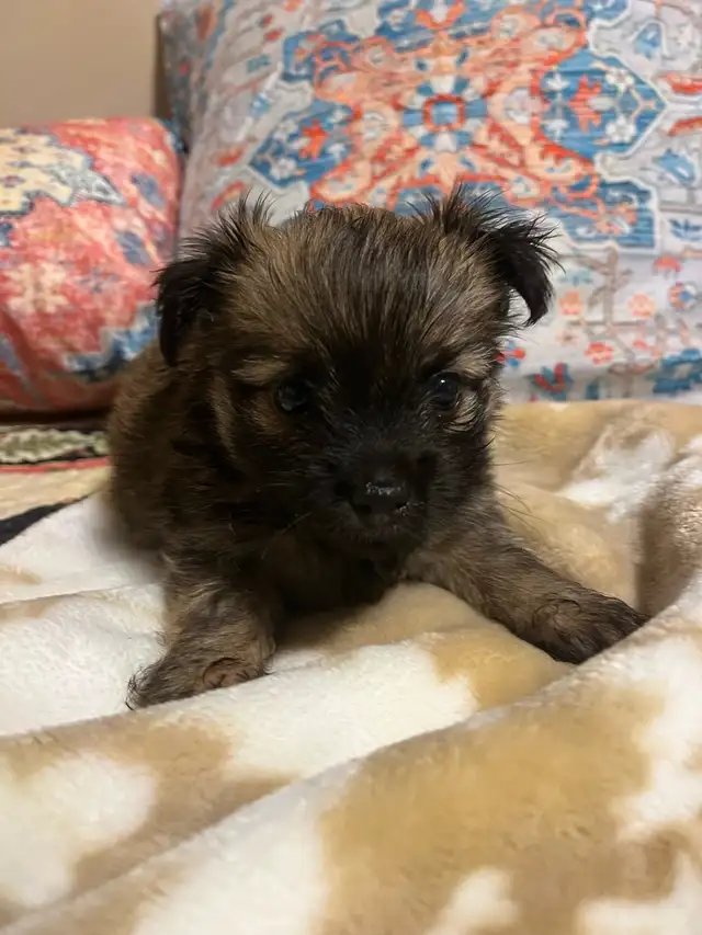 Adorable Outgoing Chorkie Puppies ( 1 Male) in Dogs & Puppies for Rehoming in Barrie - Image 3