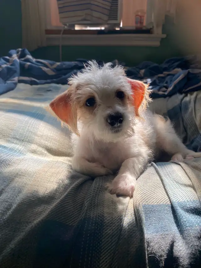 2 female puppies for sale in Dogs & Puppies for Rehoming in City of Toronto - Image 4