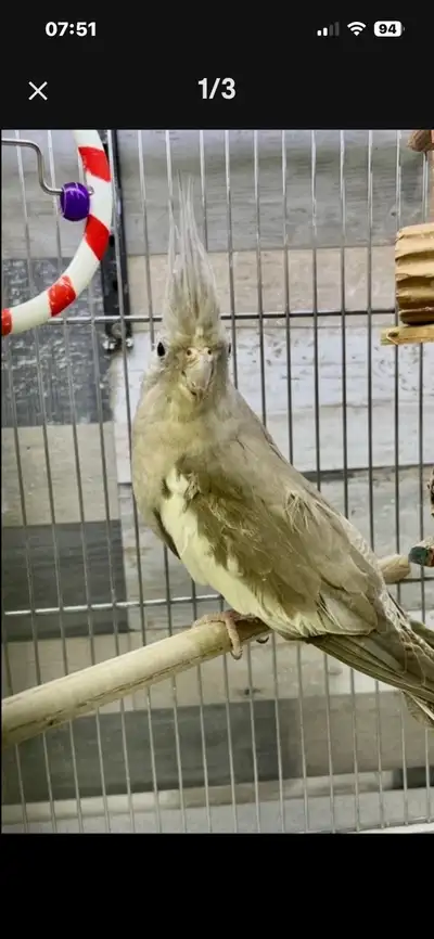 Cockatiel femelle, View more