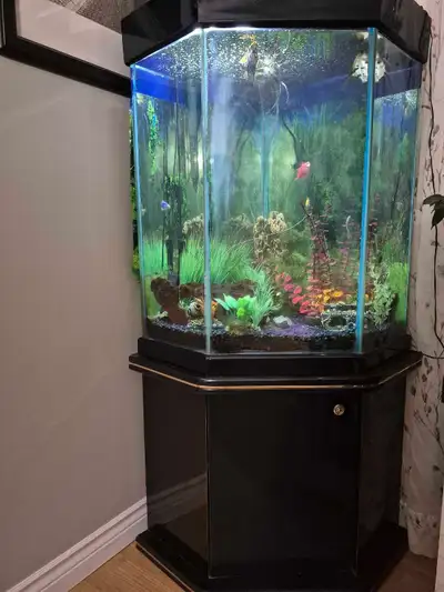 55 gallon tall tank. Stand complete set up. Everything and extras plus all local swimmers included....