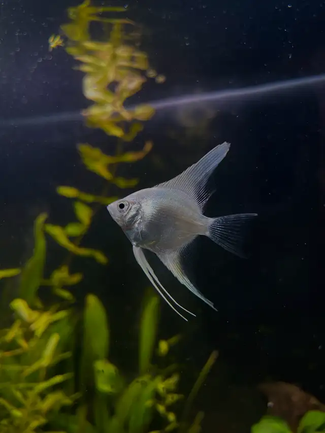 36 Gal aquarium set up in Fish for Rehoming in London - Image 4