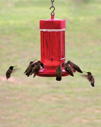 ⛺First Nature 3055 32-Ounce Hummingbird Feeder