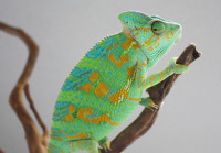 ISO Veiled Chameleon 