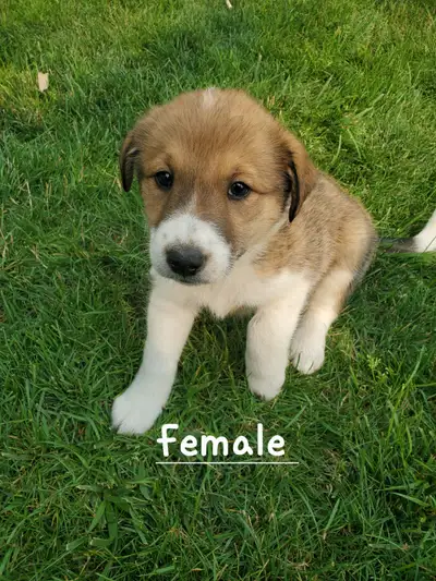 Golden Retriever Border collie puppies, View more