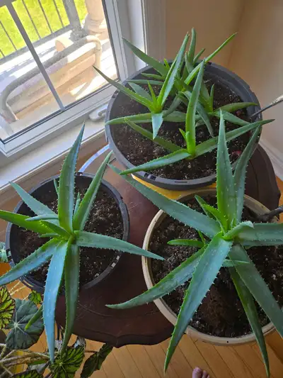 Organic Aloe Vera , View more