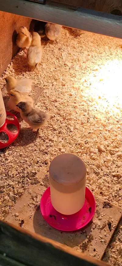Mixed Heritiage Breed Chicks, View more