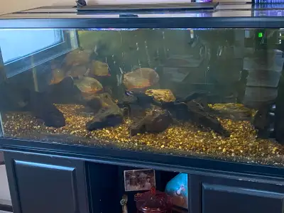-8 Red Belly Piranhas 6” in size give or take lots growing to go Complete Tank setup details -75 gal...