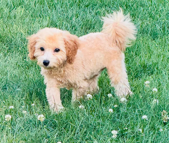 Caniche toy abricot (bébés) in Dogs & Puppies for Rehoming in Laval / North Shore - Image 5