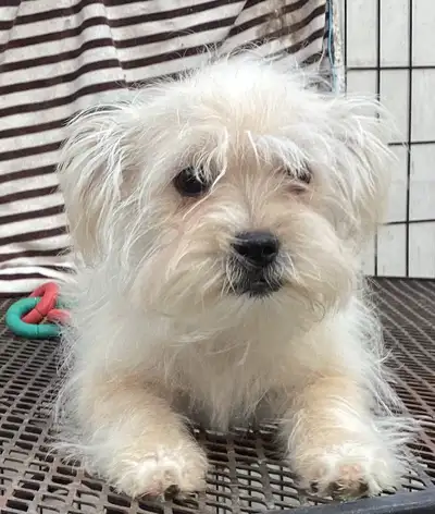 Morkie (2xF) stérilisé, vacciné + et vermifugé +, View more