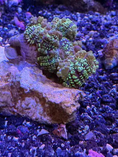 Rainbow Rhodactis mushroom coral, View more