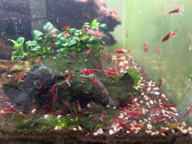 fire red cherry shrimps on sale in Livestock in City of Toronto - Image 2