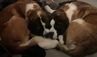 Two  Saint Bernard’s – Looking for a Loving Home, View more
