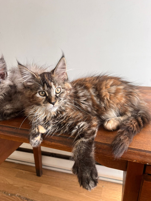 Maine Coon Kittens  in Cats & Kittens for Rehoming in Québec City - Image 2