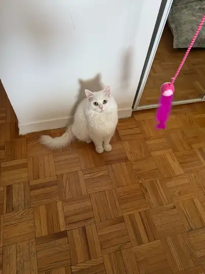 Femelle de 2ans, elle est adorable, propre Je dois m’en séparer d’elle parce que je suis allergique