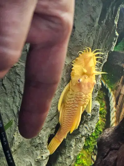 Dwarf Plecostomus Albino Bristlenose, View more