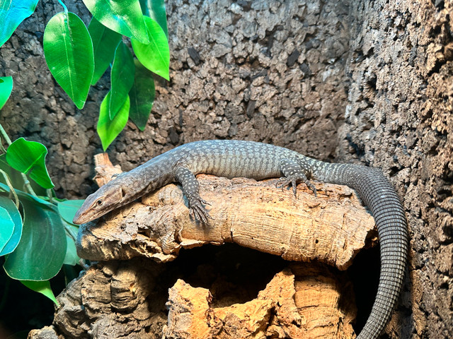 varan tristis dans Reptiles et amphibiens à adopter  à Ouest de l’Île - Image 4