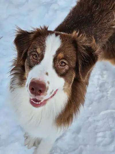 Female Australian Shepherd. I yr old looking for a special home . Up to date on shots . Friendly goo...