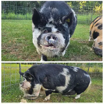 Kunekune Breeding Group, View more