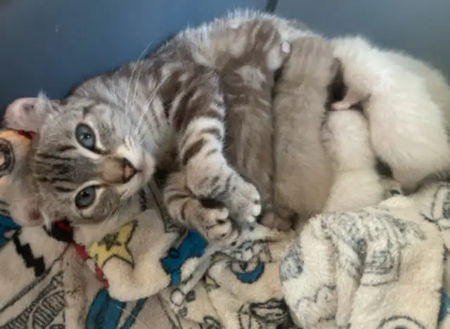 HIGHLAND LYNX TOP QUALITÉ PURE RACE in Cats & Kittens for Rehoming in City of Montréal - Image 7