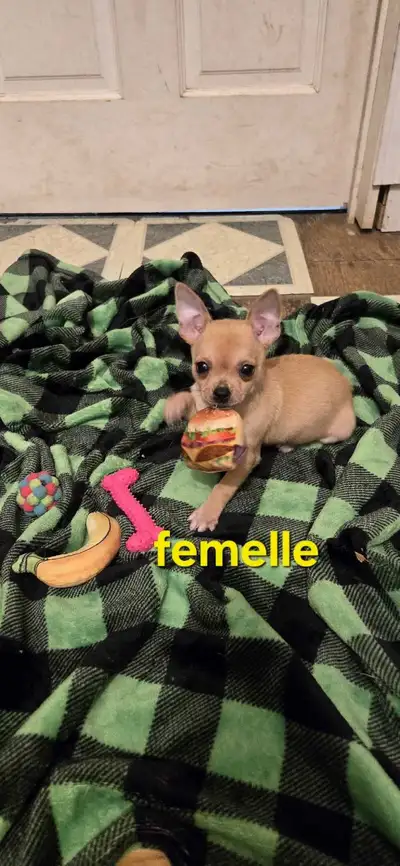 Prêt à l'adoption chihuahua, View more