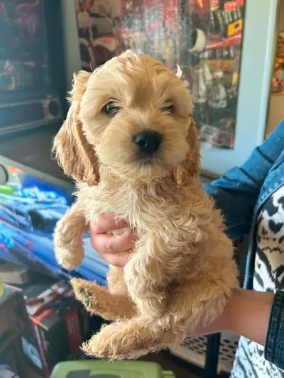 6 adorable Cockapoo puppies ready for their new homes. These little cuties have great personalities...