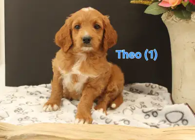 F1A Mini Goldendoodle Puppies, View more