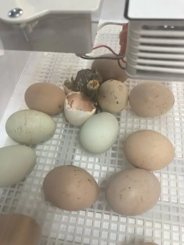 Farm Experience458404529303070722