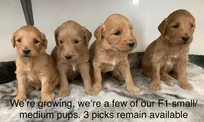 ❤️F1B mini Goldendoodles ready for home in July. F1 small / medium goldendoodles ready for home in J...