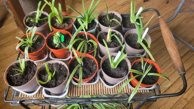 HOUSE PLANTS PRICE FIRM CASH ONLY in Other in St. John's - Image 4