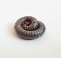Giant American Millipedes