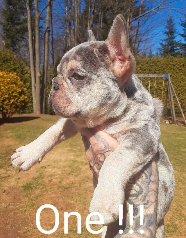 1 male et 2 femelles Ckc french bulldog / Bouledogue français ! in Dogs & Puppies for Rehoming in Laval / North Shore - Image 3