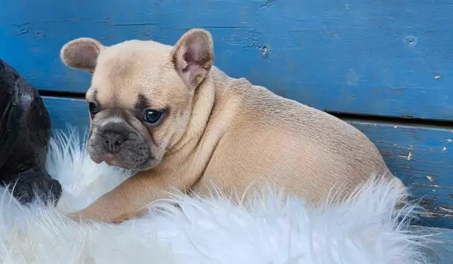 2 Female French Bulldog Puppies Ready June 20th! in Dogs & Puppies for Rehoming in Edmonton - Image 6