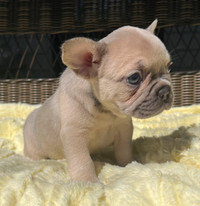 Registered Top Quality Female French Bulldog Puppies Ottawa Ottawa / Gatineau Area Preview