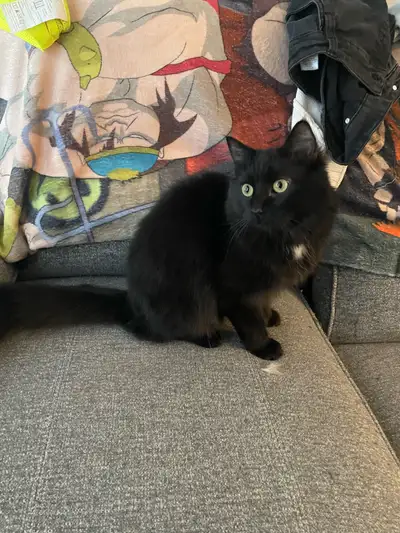 Adorable 9 month old cat, View more