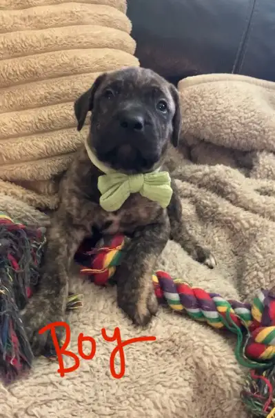 ❤️❤️ MAJESTIC MASTIFF PUP’S! ❤️❤️ in Dogs & Puppies for Rehoming in Edmonton - Image 9