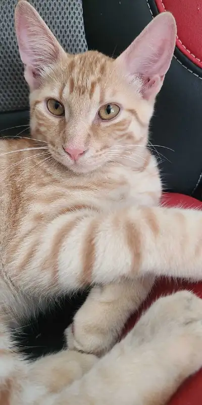 Orange Tabby cat  and Rottweiler mix puppy, View more