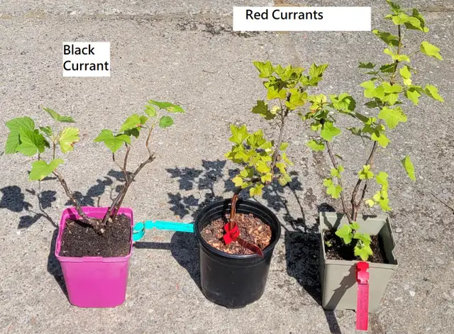Red Currant (Ribes rubrum 'Red Lake') $10.00 in Plants, Fertilizer & Soil in City of Toronto - Image 6