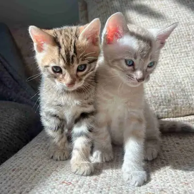 Purebred Bengal Kittens — raised with love in our home! , View more
