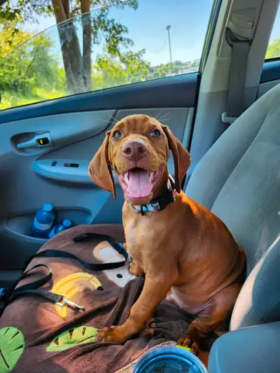 Male Hungarian Vizsla Puppies, View more