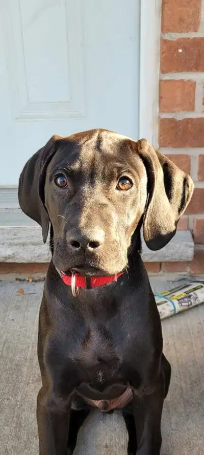 Weimaraner Great Dane cross, View more