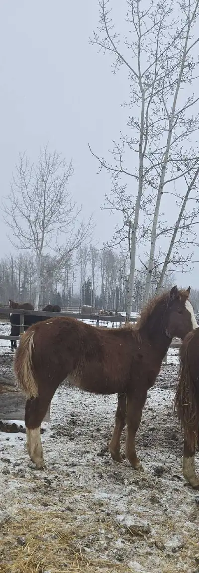 Aqha colt barrel prospect, View more