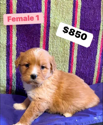 miniature Australian retriever puppies, View more