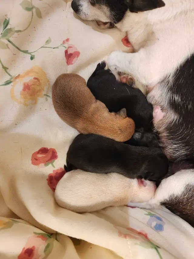 Chihuahua puppies ready now in Dogs & Puppies for Rehoming in Edmonton - Image 9