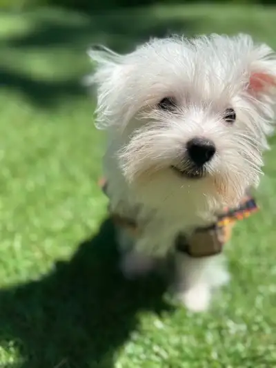 Puppy’s for sale, View more