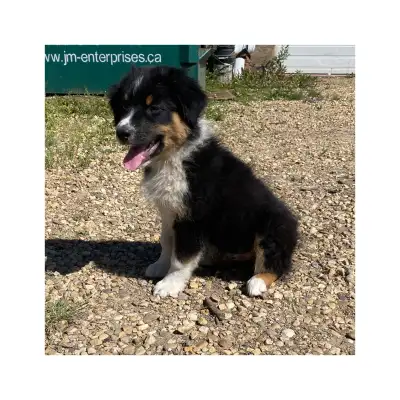 CKC Australian Shepherd, View more