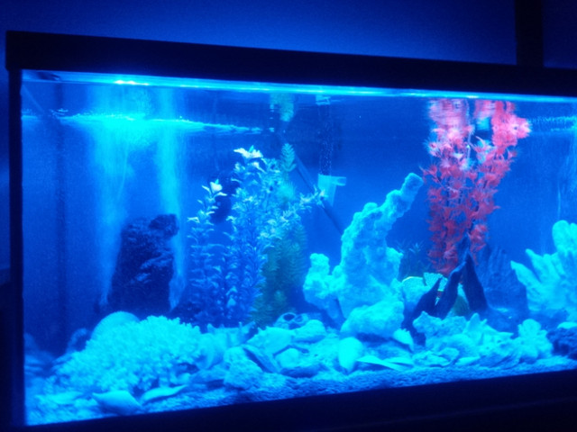 Aquarium in Accessories in Belleville - Image 3