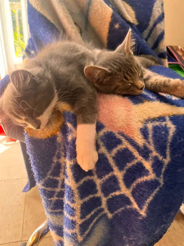 Gorgeous Male Kittens in Cats & Kittens for Rehoming in North Bay - Image 4