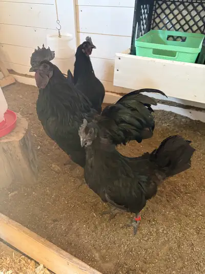 Day olds $15 each Fertilized eggs $60 per half dozen Have had 100% fertilization rate Pick up near H...