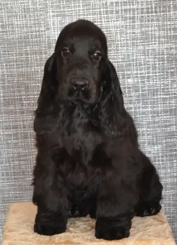 Purebred from européen champion bloodline. Canadian Kennel Club registred. Breeder is ckc member. DN...
